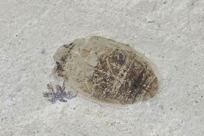 Fossil Beetle (Coleoptera)- Green River Formation, Utah #109188